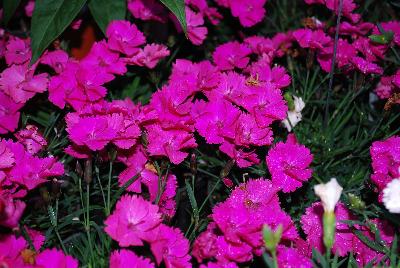 Island View Nursery: Dianthus Kate 