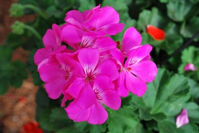 Dixieland Geranium 'Pink'