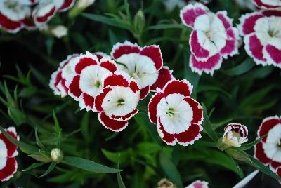 Island View Nursery: Dianthus Olivia 
