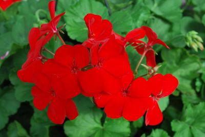 Dixieland Geranium Dark Red 