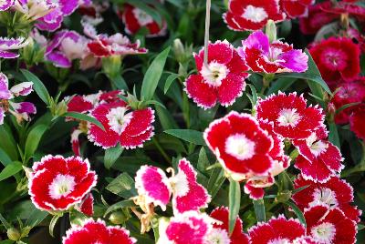 Olivia Dianthus Sweet 