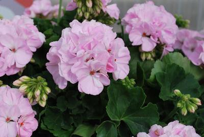 Spring Idols Geranium Pink Splash 