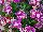 Olivia Dianthus Wild 
