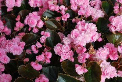 Doublet Begonia Pink 