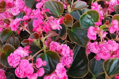 Begonia Doublet 'Rose'