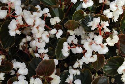 Doublet Begonia White 