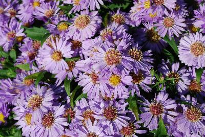 Island Aster Bahamas 