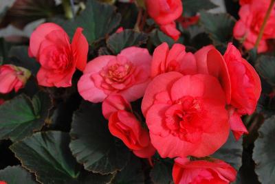 Begonia Solenia 'Dark Pink'