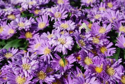 Aster Island 'Samoa'