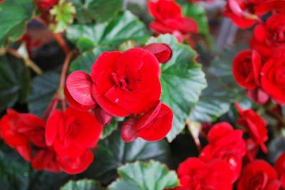 Begonia Solenia 'Velvet Red'