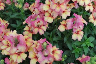 Dragon Snapdragon 'Peachy Dragon'