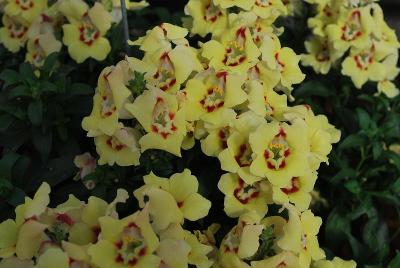 Dragon Snapdragon 'Buttery Dragon'