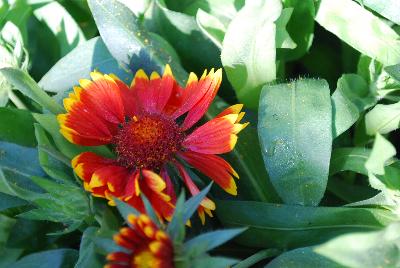 Sunset Gaillardia Cutie