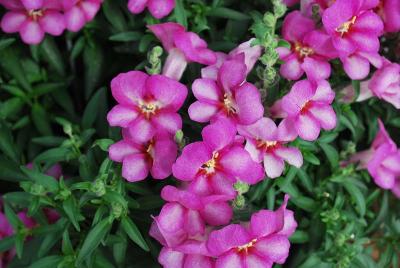Dragon Snapdragon 'Rosey Dragon'