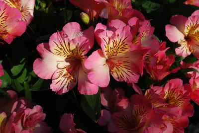 Alstroemeria Inticancha 'Sunshine'