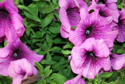 Dümmen Orange: Fortunia Petunia Lavender Vein 