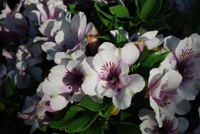 Alstroemeria Inticancha 'PI 905'