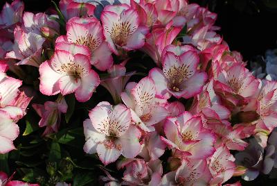 Alstroemeria Inticancha 'PI 7001'