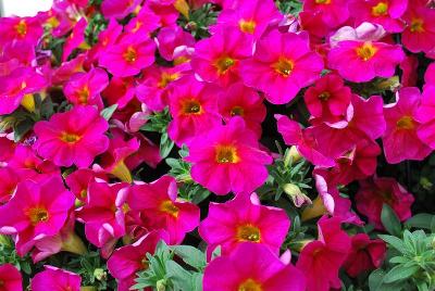 Supercal Calibrachoa Neon Rose 