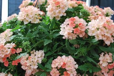 Lindolena Verbena Peach 