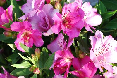 Alstroemeria Inticancha 'PI 230'