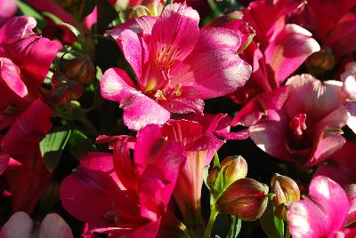 Alstroemeria Inticancha 'PI 321'