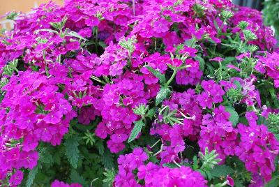 Lindolena Verbena Purple 