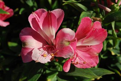 Alstroemeria Inticancha 'PI 5005'