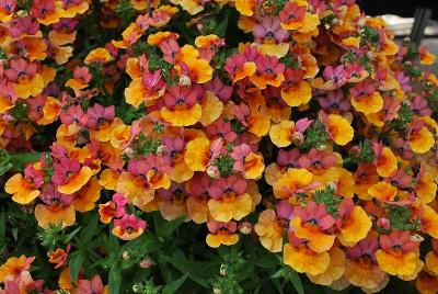 Angelart Nemesia Peach Improved 