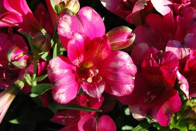 Alstroemeria Inticancha 'PI 321'