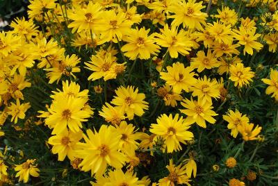 Rapid Bidens Double Yellow 