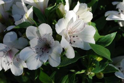 Alstroemeria Inticancha 'PI 6005'