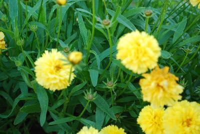 Leading Lady Coreopsis Charlize