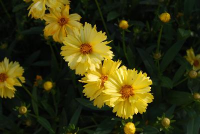 Leading Lady Coreopsis Lauren 