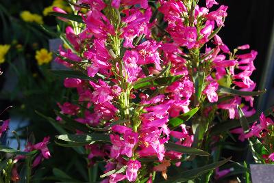 Riding Hood Penstemon Hot Pink 