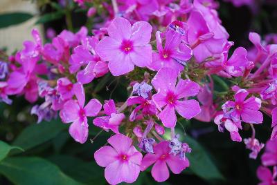 Flame Phlox Pink 