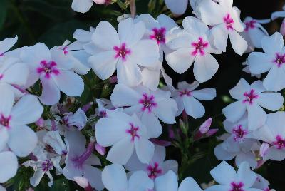 Flame Phlox White Eye 