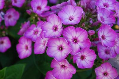 Flame Phlox Purple Eye 