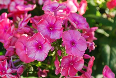 Flame Phlox Coral 
