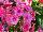 Flame Phlox Coral 