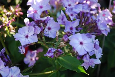 Flame Phlox Violet 