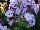 Flame Phlox Violet 