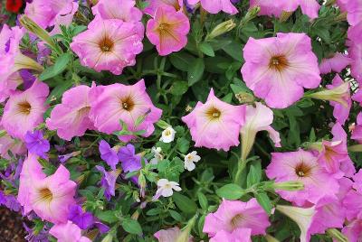 AdORObles COMBO 'Spring Blush'