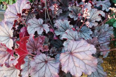 Little Cutie Heuchera Sugar Berry