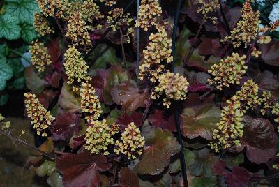 Little Cutie Heuchera Blondie