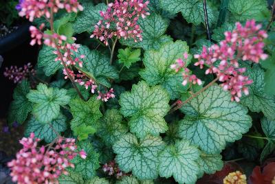 Little Cutie Heuchera Peppermint