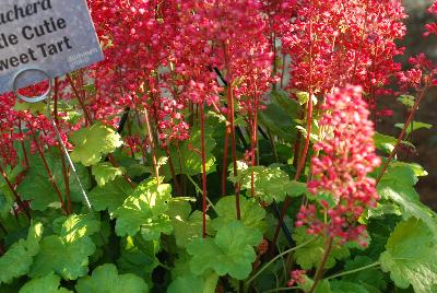 Dümmen Orange: Little Cutie Heuchera Sweet Tart 