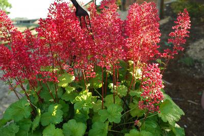 Dümmen Orange: Little Cutie Heuchera Sweet Tart 