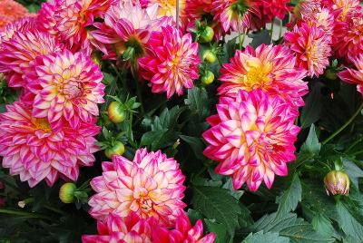 Hypnotica Dahlia Tropical Breeze 