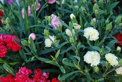 COMBO Confetti Garden 'Sunflor Trio 1'